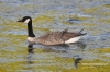 Filename=391_fotowilga~5.JPG
Filesize=389KB
Dimensions=720x480
Date added=Aug 03, 2014 391_fotowilga~5.JPG
