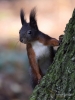 Filename=392_fotowilga~21.JPG
Filesize=256KB
Dimensions=525x700
Date added=Oct 04, 2018 392_fotowilga~21.JPG