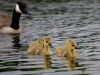 Filename=392_fotowilga~23.JPG
Filesize=256KB
Dimensions=700x525
Date added=Nov 11, 2019 392_fotowilga~23.JPG