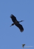 Filename=393_fotowilga~28.JPG
Filesize=151KB
Dimensions=499x700
Date added=Feb 11, 2018 393_fotowilga~28.JPG