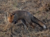 Filename=393_fotowilga~32.JPG
Filesize=329KB
Dimensions=700x525
Date added=Jan 12, 2019 393_fotowilga~32.JPG