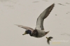 Filename=393_fotowilga~6.JPG
Filesize=56KB
Dimensions=720x480
Date added=Aug 10, 2014 393_fotowilga~6.JPG