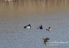Filename=394_fotowilga~11.JPG
Filesize=107KB
Dimensions=640x448
Date added=Feb 16, 2016 394_fotowilga~11.JPG
