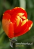 Filename=394_fotowilga~12.JPG
Filesize=58KB
Dimensions=339x480
Date added=Mar 29, 2016 394_fotowilga~12.JPG