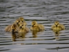 Filename=394_fotowilga~31.JPG
Filesize=238KB
Dimensions=700x525
Date added=Nov 10, 2019 394_fotowilga~31.JPG
