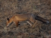 Filename=395_fotowilga~25.JPG
Filesize=341KB
Dimensions=700x525
Date added=Jan 12, 2019 395_fotowilga~25.JPG