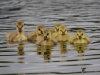 Filename=395_fotowilga~28.JPG
Filesize=240KB
Dimensions=700x525
Date added=Nov 12, 2019 395_fotowilga~28.JPG