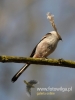 395_fotowilga~3.JPG