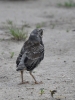 Filename=396_fotowilga~30.JPG
Filesize=280KB
Dimensions=525x700
Date added=Jul 12, 2019 396_fotowilga~30.JPG