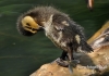Filename=396_fotowilga~6.JPG
Filesize=99KB
Dimensions=640x452
Date added=Mar 01, 2015 396_fotowilga~6.JPG