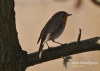 Filename=397_fotowilga~8.JPG
Filesize=85KB
Dimensions=640x457
Date added=Apr 27, 2016 397_fotowilga~8.JPG