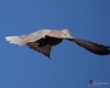 Filename=398_fotowilga~26.JPG
Filesize=180KB
Dimensions=700x560
Date added=Jan 29, 2018 398_fotowilga~26.JPG