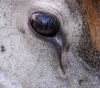 Filename=400_fotowilga~30.JPG
Filesize=412KB
Dimensions=700x617
Date added=Nov 01, 2019 400_fotowilga~30.JPG