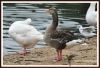 Filename=401_fotowilga~0.JPG
Filesize=128KB
Dimensions=720x494
Date added=Jan 08, 2013 401_fotowilga~0.JPG