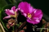 Filename=401_fotowilga~1.JPG
Filesize=126KB
Dimensions=720x480
Date added=Jan 19, 2014 401_fotowilga~1.JPG