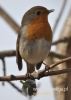 Filename=401_fotowilga~14.JPG
Filesize=70KB
Dimensions=343x480
Date added=Apr 28, 2016 401_fotowilga~14.JPG