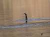 Filename=401_fotowilga~26.JPG
Filesize=245KB
Dimensions=700x525
Date added=May 26, 2019 401_fotowilga~26.JPG
