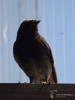 Filename=401_fotowilga~29.JPG
Filesize=214KB
Dimensions=525x700
Date added=Mar 19, 2020 401_fotowilga~29.JPG