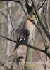 Filename=401_fotowilga~4.JPG
Filesize=83KB
Dimensions=343x480
Date added=Nov 07, 2014 401_fotowilga~4.JPG
