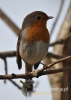 Filename=402_fotowilga~12.JPG
Filesize=69KB
Dimensions=343x480
Date added=Apr 26, 2016 402_fotowilga~12.JPG