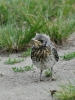 Filename=402_fotowilga~30.JPG
Filesize=333KB
Dimensions=525x700
Date added=Mar 17, 2019 402_fotowilga~30.JPG