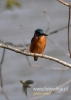 Filename=402_fotowilga~5.JPG
Filesize=59KB
Dimensions=343x480
Date added=Apr 20, 2015 402_fotowilga~5.JPG