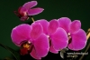 Filename=404_fotowilga~3.JPG
Filesize=122KB
Dimensions=720x480
Date added=Jan 14, 2014 404_fotowilga~3.JPG