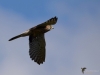 Filename=405_fotowilga~26.JPG
Filesize=192KB
Dimensions=700x525
Date added=Aug 13, 2018 405_fotowilga~26.JPG