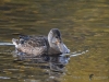 Filename=405_fotowilga~29.JPG
Filesize=319KB
Dimensions=700x525
Date added=Jan 10, 2019 405_fotowilga~29.JPG