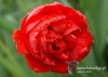 Filename=405_fotowilga~8.JPG
Filesize=88KB
Dimensions=640x457
Date added=Apr 10, 2015 405_fotowilga~8.JPG