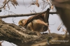 Filename=406_fotowilga~4.JPG
Filesize=122KB
Dimensions=720x480
Date added=May 08, 2014 406_fotowilga~4.JPG