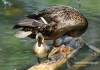 Filename=406_fotowilga~5.JPG
Filesize=340KB
Dimensions=720x508
Date added=Jul 25, 2014 406_fotowilga~5.JPG