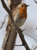 Filename=409_fotowilga~18.JPG
Filesize=219KB
Dimensions=525x700
Date added=Apr 29, 2017 409_fotowilga~18.JPG