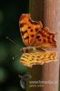 Filename=411_fotowilga.JPG
Filesize=87KB
Dimensions=360x540
Date added=Sep 13, 2012 411_fotowilga.JPG
