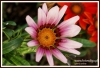 Filename=411_fotowilga~1.JPG
Filesize=126KB
Dimensions=720x491
Date added=Dec 06, 2012 411_fotowilga~1.JPG