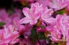 Filename=412_fotowilga~1.JPG
Filesize=124KB
Dimensions=720x480
Date added=Aug 15, 2013 412_fotowilga~1.JPG