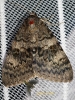 Filename=412_fotowilga~19.JPG
Filesize=126KB
Dimensions=360x480
Date added=Dec 14, 2017 412_fotowilga~19.JPG