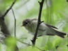 Filename=412_fotowilga~25.JPG
Filesize=228KB
Dimensions=700x525
Date added=Jan 16, 2019 412_fotowilga~25.JPG