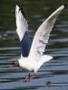 Filename=413_fotowilga~14.JPG
Filesize=220KB
Dimensions=525x700
Date added=Sep 14, 2018 413_fotowilga~14.JPG