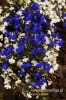 Filename=414_fotowilga~0.JPG
Filesize=128KB
Dimensions=360x540
Date added=Dec 15, 2012 414_fotowilga~0.JPG