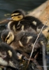 Filename=414_fotowilga~18.JPG
Filesize=250KB
Dimensions=494x700
Date added=Nov 19, 2017 414_fotowilga~18.JPG