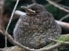 Filename=415_fotowilga~23.JPG
Filesize=307KB
Dimensions=700x525
Date added=May 31, 2018 415_fotowilga~23.JPG