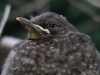 Filename=416_fotowilga~29.JPG
Filesize=273KB
Dimensions=700x525
Date added=Jun 09, 2018 416_fotowilga~29.JPG