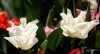 Filename=416_fotowilga~30.JPG
Filesize=169KB
Dimensions=700x383
Date added=Jun 06, 2019 416_fotowilga~30.JPG