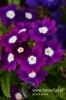 Filename=417_fotowilga~0.JPG
Filesize=82KB
Dimensions=360x540
Date added=Dec 07, 2012 417_fotowilga~0.JPG