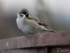 Filename=418_fotowilga~22.JPG
Filesize=203KB
Dimensions=700x525
Date added=Nov 29, 2017 418_fotowilga~22.JPG