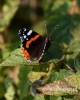 Filename=418_fotowilga~25.JPG
Filesize=61KB
Dimensions=384x480
Date added=Jan 05, 2018 418_fotowilga~25.JPG