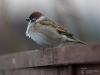 Filename=419_fotowilga~23.JPG
Filesize=208KB
Dimensions=700x525
Date added=Nov 29, 2017 419_fotowilga~23.JPG