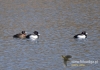 Filename=419_fotowilga~8.JPG
Filesize=113KB
Dimensions=640x448
Date added=Jun 16, 2015 419_fotowilga~8.JPG
