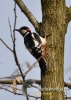 Filename=423_fotowilga~6.JPG
Filesize=89KB
Dimensions=343x480
Date added=May 04, 2015 423_fotowilga~6.JPG